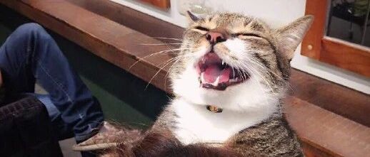 猫咪羊毛毡买家秀翻车大赏！哈哈哈评论区给我笑吐奶了......