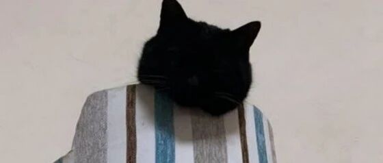 千万不要养黑猫，因为一天至少要认错八百回