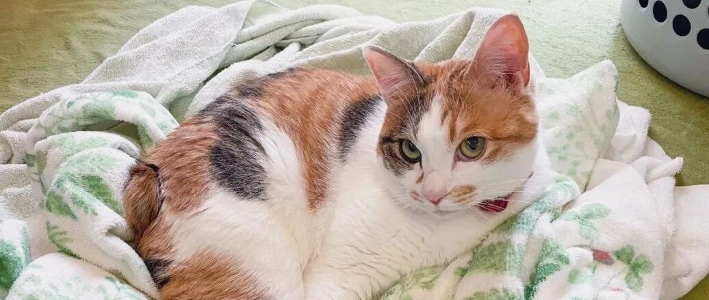 鸽子爱上了我家猫，还给它跳求偶舞？这是畸形的爱啊！