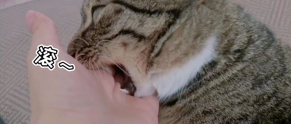 想要猫咪帮忙，机会只有一次