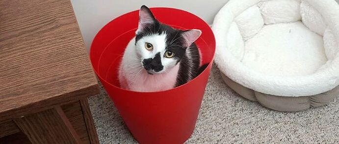 我劝你不要买猫窝，你不听......