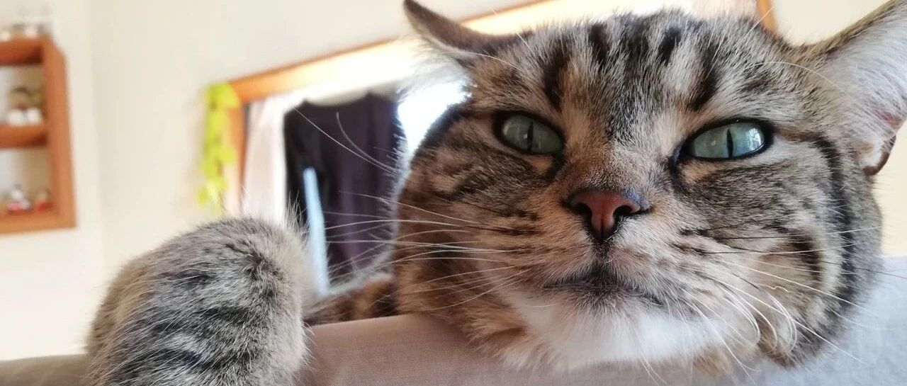 猫：听说你在外面到处造谣说我死了??