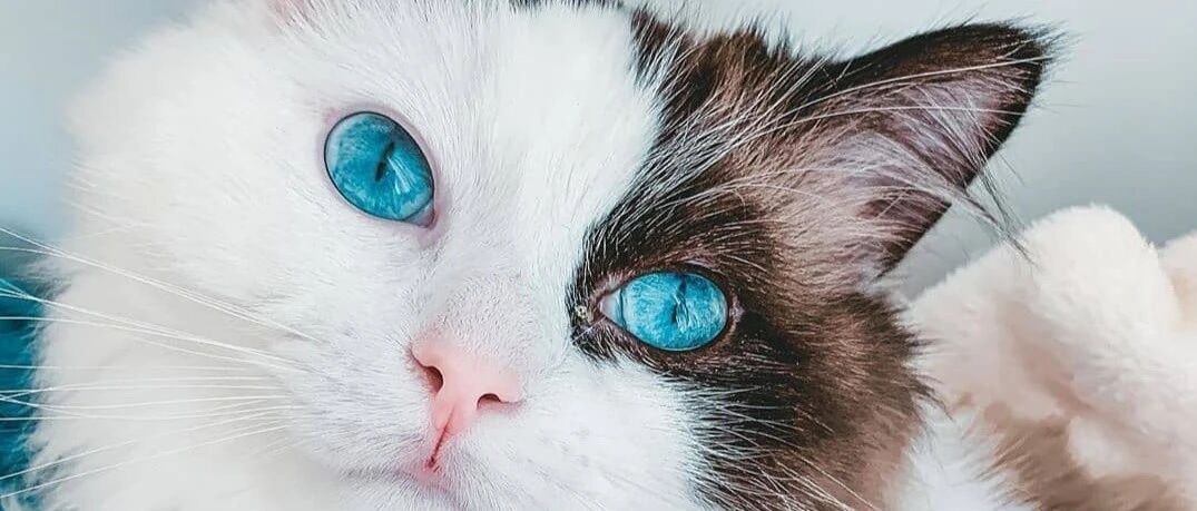 猫咪肉垫竟有4种口味，白撸这么久的猫了