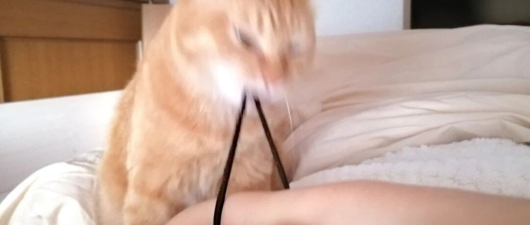 嚯，喵星人已经开始对赖床的铲屎官动用“私刑”了？