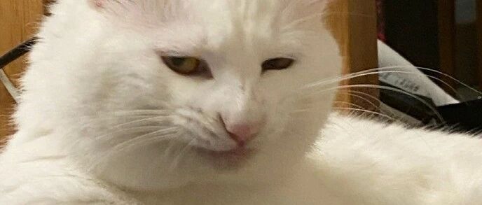 史上最油腻猫咪冲上热搜：“丫头，爱我你怕了吗”