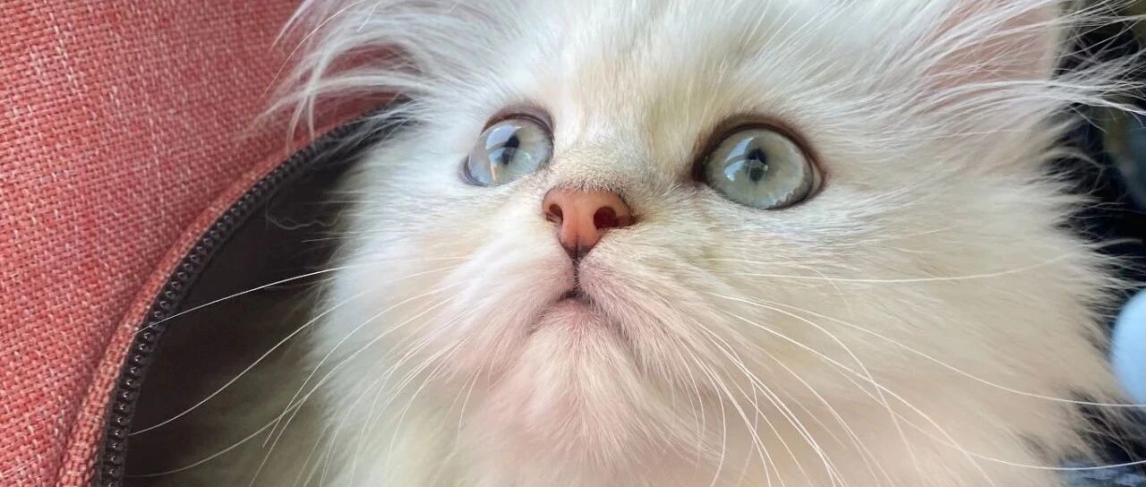 小奶猫不心动大挑战，你能忍到第几只？