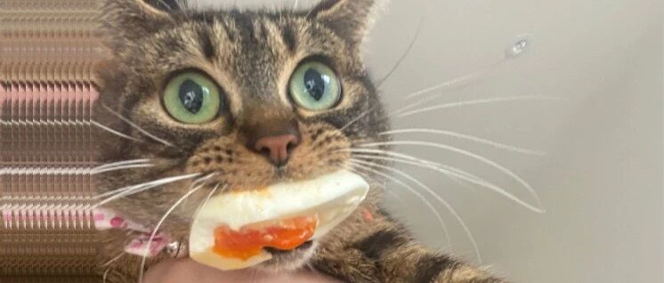 猫：你的蛋不错，可惜下一秒就是我的了...
