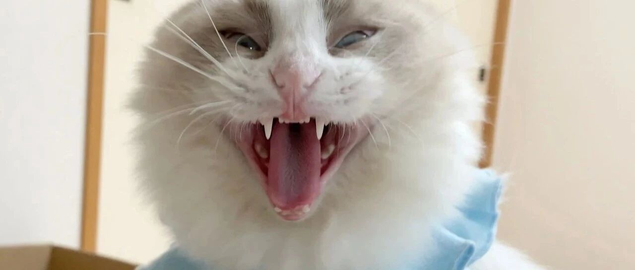 一些让铲屎官绝望的猫咪，一个更比一个强！