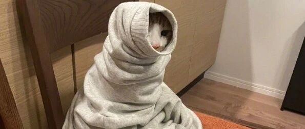 注意！天气冷了你的衣服里容易长出猫...