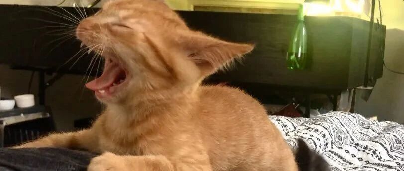猫咪打哈欠有多上头？简直是丑颜暴击现场...