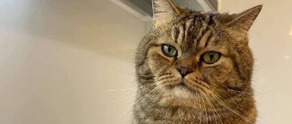 答应我！千万不要在家里说猫的坏话...