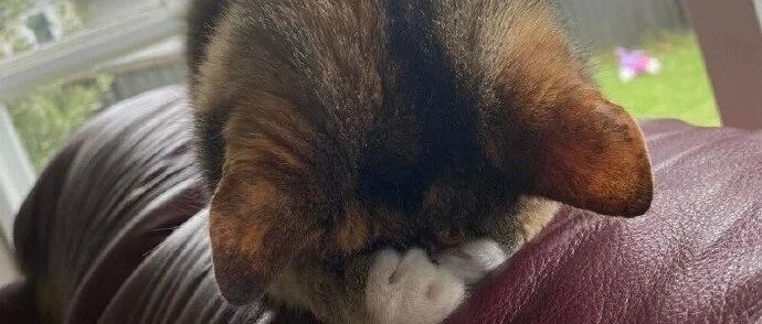 看完这些巧合，我再也无法直视喵星人了！