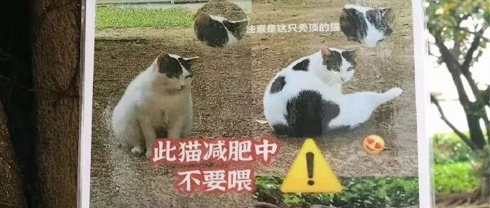 气哭啦！不识字的猫咪被学校公告秃头肥胖，还怎么混啊！