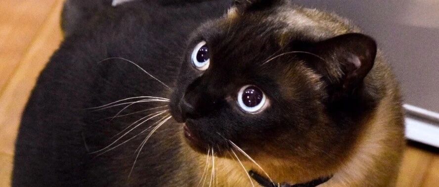 一只暹罗猫的成长历程，刺激！