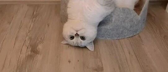 我家猫做了一件坏事，却获得了诺贝尔和平奖？