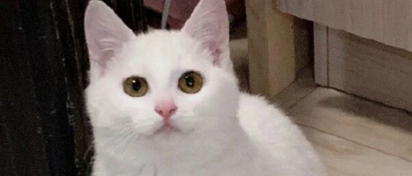 “去世一年后，我的猫竟然又回来陪我了！”