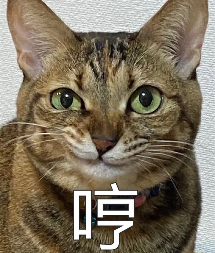 我家猫天天茶饭不思看窗外 它是外面有新欢了吗 柠檬资讯