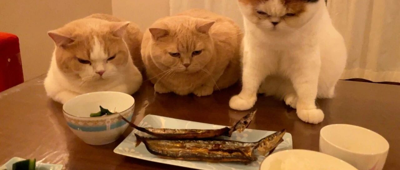 刚做好的鱼被三只猫盯上，压力大得我都不敢吃了...
