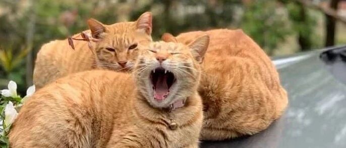 好家伙！真不愧是你橘猫......