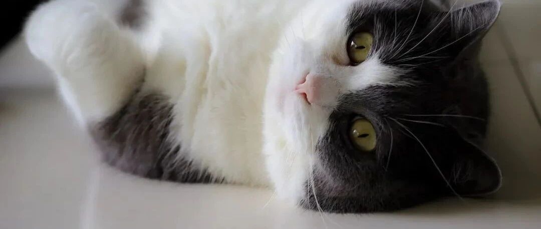 干饭猫换了猫粮，居然吃成了这个样子……