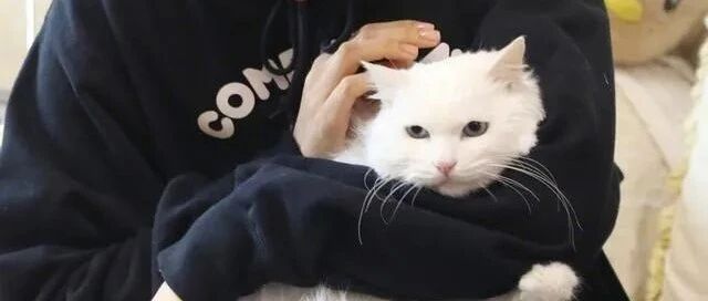 《甄嬛传》里出镜的流浪猫，受她的照顾……今年11岁啦！