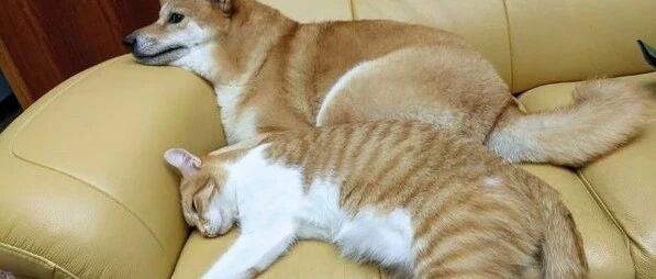 好有爱！少了一条腿的“三脚猫”无法刨坑拉屎，家里的狗狗就帮猫刨坑...