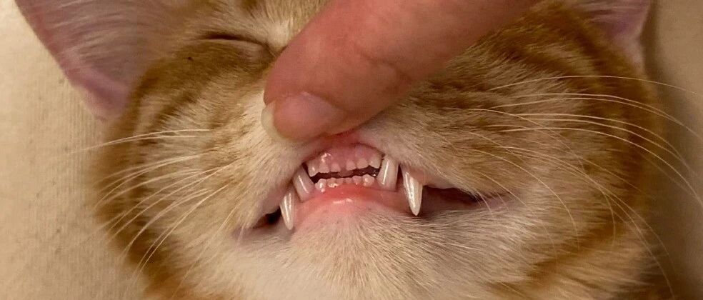 扒开猫嘴巴一看：嚯，我家猫是不是需要整牙啊？