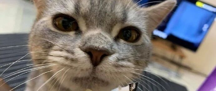 我怀疑我中了“猫毒”，看什么都像一只猫......