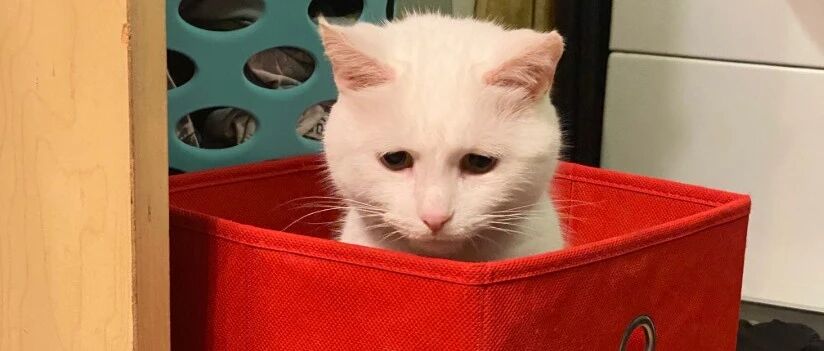 世界十大未解之谜之：我家的猫咪为什么那么愁？