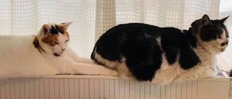 盘点喵星人的N种取暖方式，太搞笑了哈哈哈