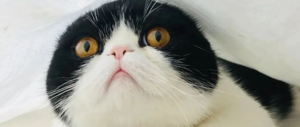 第四次推荐它了！因为真的好，不舍得任何铲屎官错过！还有惊喜折扣+赠品！