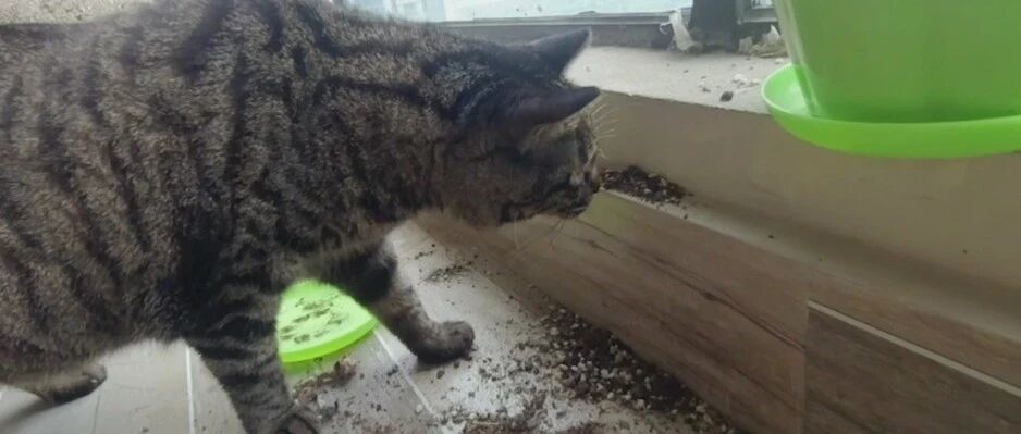 阳台遭到猫猫破坏，肥菲勘察现场一秒揪出真凶...