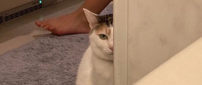 喂妖妖零吗？这里有猫在耍流氓！