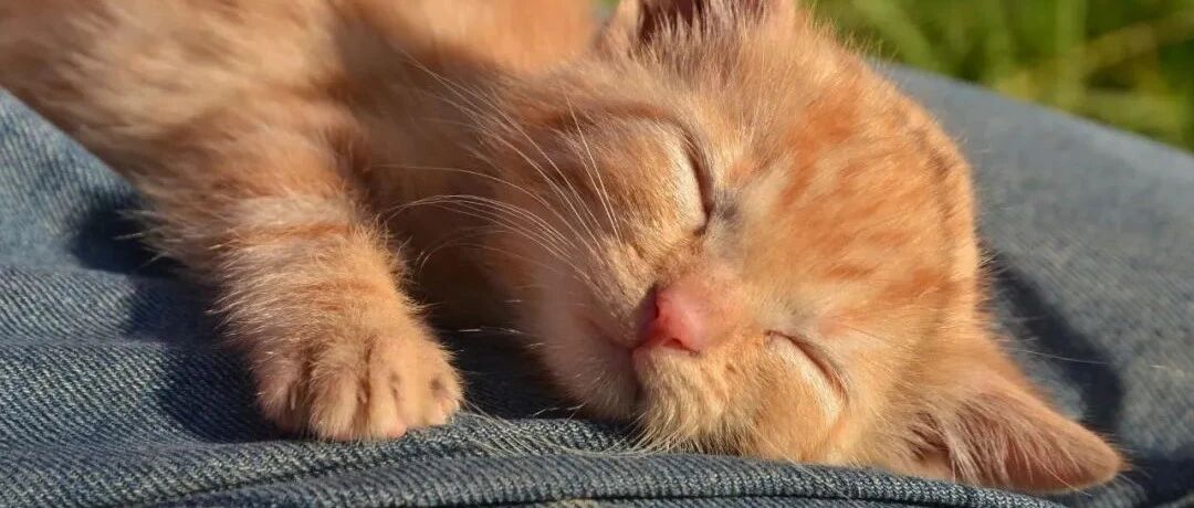 “第一次养猫就养到了橘猫，想哭！”