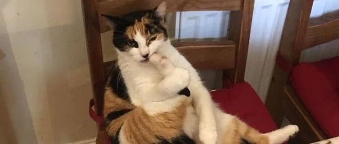 答应我！永远不要试图去了解猫咪们在想什么…