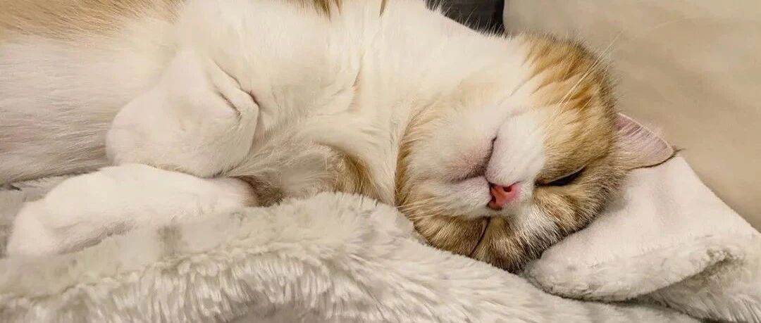 猫咪睡姿大赏！超萌VS沙雕，总有你家主子的同款