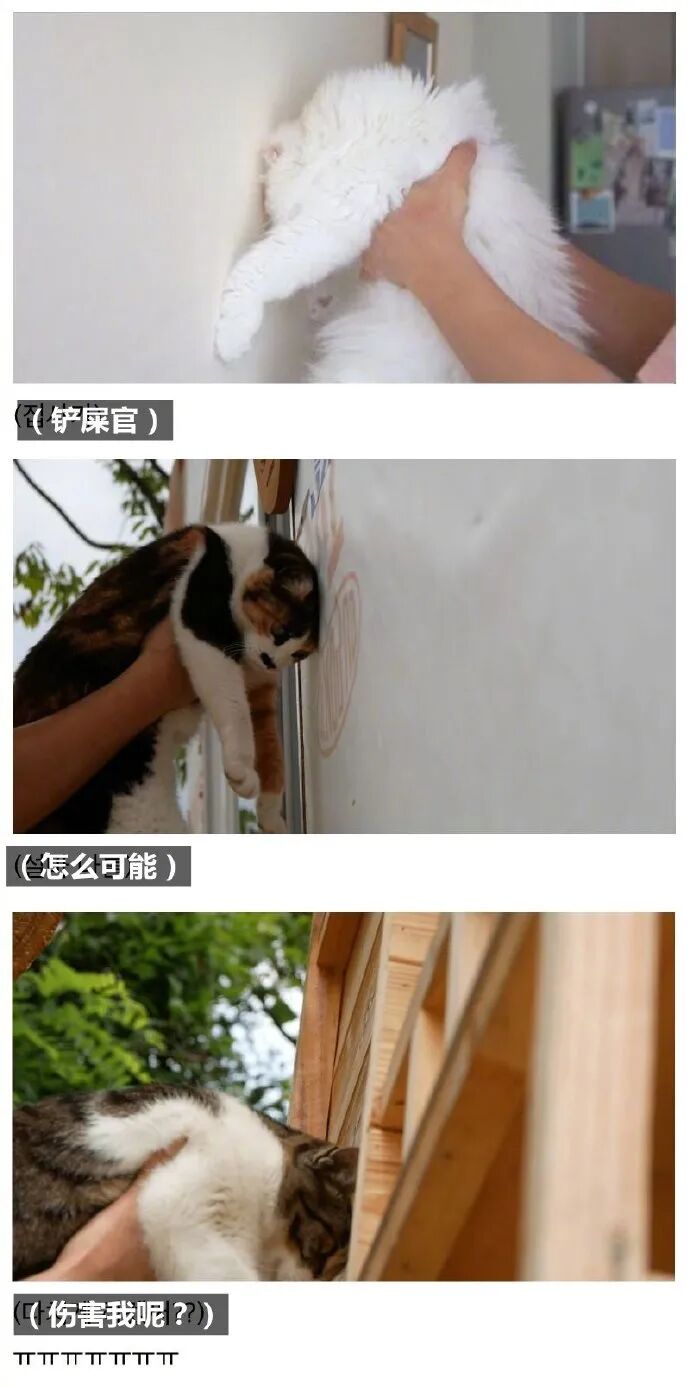 听说抱猫咪靠近墙壁就能测出智商 其实真相是 柠檬资讯