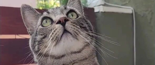 为了看猫捡垃圾，铲屎官给猫戴上小相机，结果意外拍到一段“单相思”恋情...