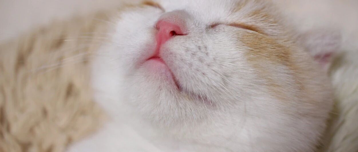 网友分享自己走夜路被猫跟踪的经历，最后结局暖得猝不及防...