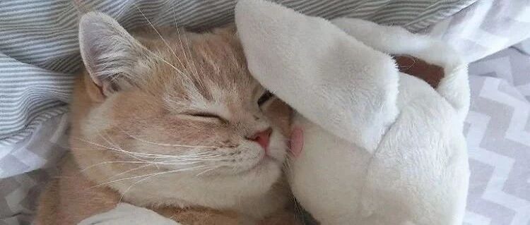 猫咪不爱铲屎官的原因找到了，它们给猫咪的爱更多……