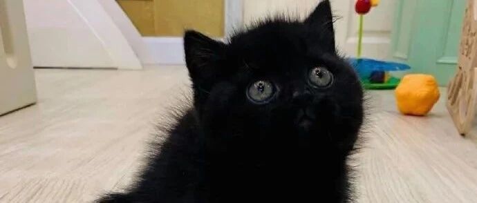 黑猫这种生物其实是PUA大师?每天都在提醒我智商不够用……