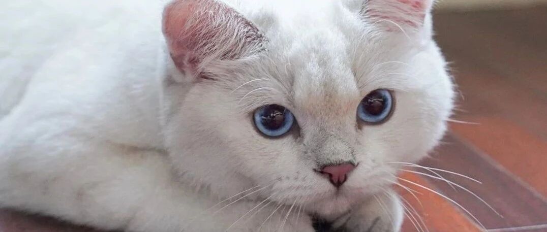 吸猫有风险！劝你别和猫咪亲亲的3个原因