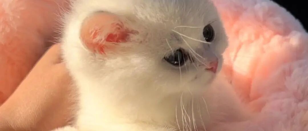 小奶猫为什么总躲着？因为铲屎官一见到它就流口水啊啊啊啊啊！