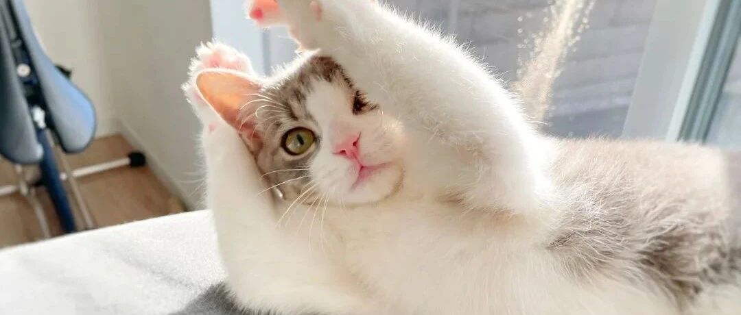 可恶，这么甜的修猫是要被我一口吃掉的！