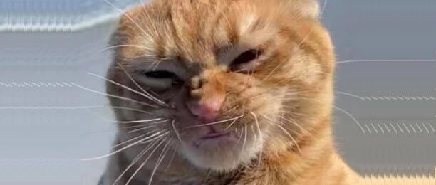 被猫破口大骂时，我该不该还嘴？