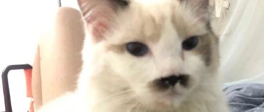 啊！我家布偶猫怎么长大后变丑了......