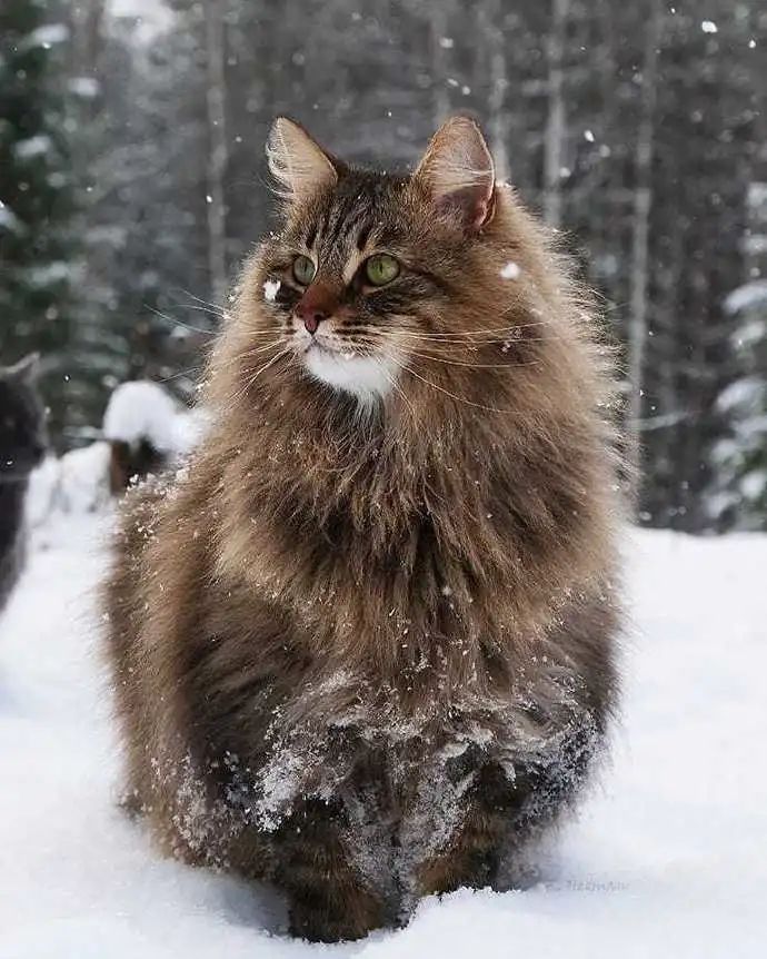 确认过眼神 是没人惹得起的炸弹型大猫 柠檬资讯