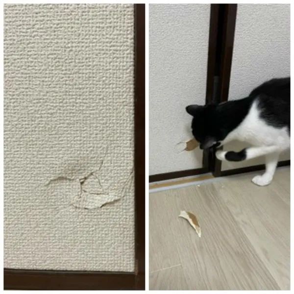 养猫的人有多痛苦?看到第三张图窒息了-微信头条网 养猫的人有多痛苦?看到第三张图窒息了