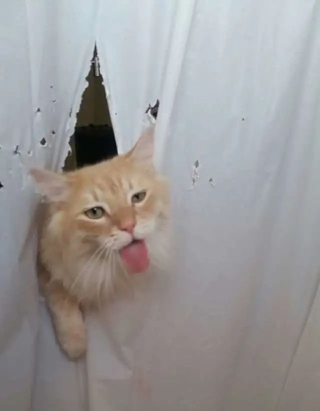 养猫的人有多痛苦?看到第三张图窒息了-微信头条网 养猫的人有多痛苦?看到第三张图窒息了