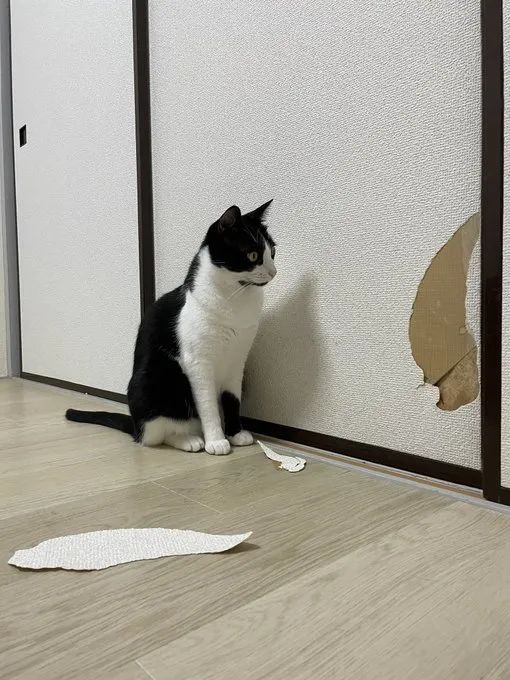 养猫的人有多痛苦?看到第三张图窒息了-微信头条网 养猫的人有多痛苦?看到第三张图窒息了